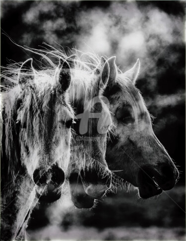摄影 标题为“CONVERSATION” 由Jb Photoart, 原创艺术品, 非操纵摄影 安装在木质担架架上