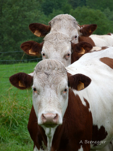 Photographie intitulée "3 vaches" par Alain Bernegger, Œuvre d'art originale