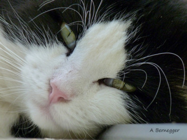 Photographie intitulée "Mon chat" par Alain Bernegger, Œuvre d'art originale