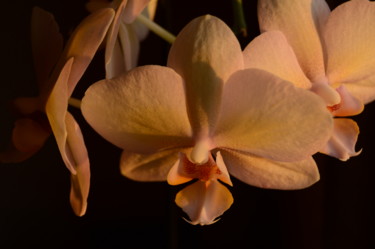 Photographie intitulée "Late Day Orchid Stu…" par Llewellyn Berry, Œuvre d'art originale