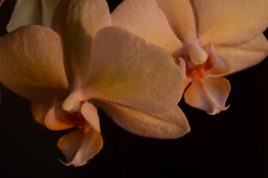 Photographie intitulée "Late Day Orchid Stu…" par Llewellyn Berry, Œuvre d'art originale