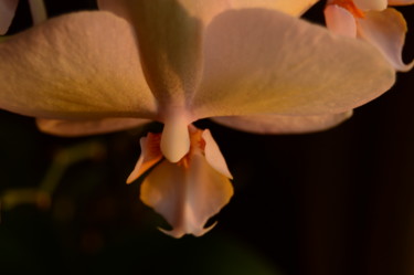 Photographie intitulée "Late Day Orchid Stu…" par Llewellyn Berry, Œuvre d'art originale