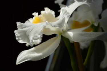 Photographie intitulée "A Cattelaya Orchid" par Llewellyn Berry, Œuvre d'art originale, Photographie numérique