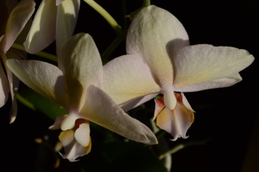 Photographie intitulée "Orchid Portrait #1" par Llewellyn Berry, Œuvre d'art originale