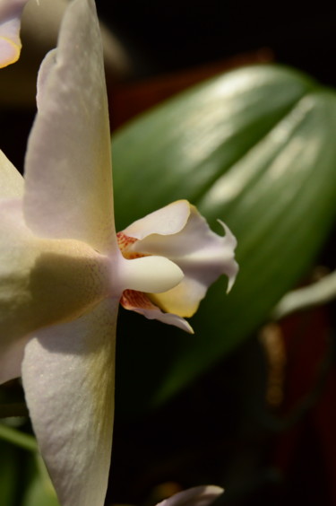 Photographie intitulée "Orchid Portrait #3" par Llewellyn Berry, Œuvre d'art originale