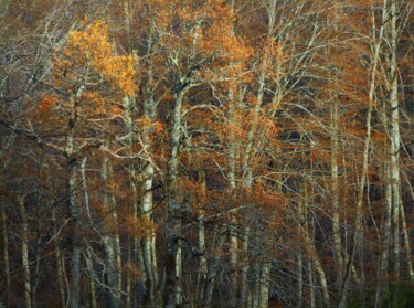 Sur un arbre perché........................... Photography titled "Sur un arbre perché…" by Philippe Berthier, Original Artwork, Digital Photography