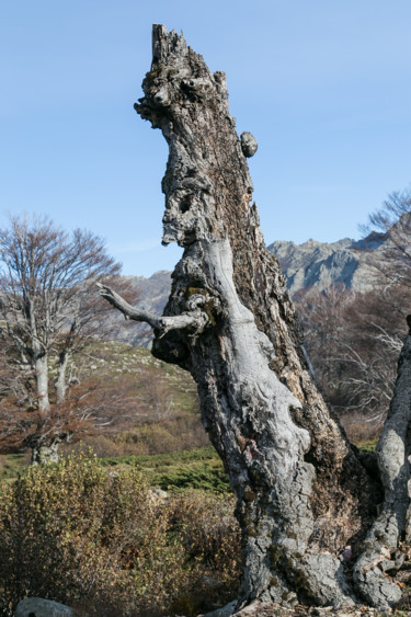 Photographie intitulée "L'Avatar du Niolu" par Isabelle Pautrot, Œuvre d'art originale, Photographie numérique