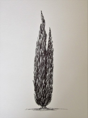 Drawing titled "cypress 1" by Isabelle Stagg, Original Artwork, Ink