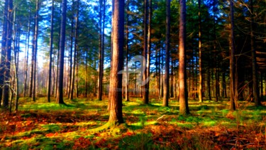 Une impression de forêt Photographie intitulée "Une impression de f…" par Anne D'Orion, Œuvre d'art originale