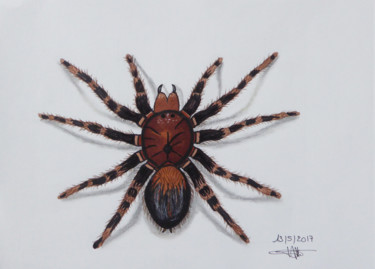 Dessin intitulée "Araignée" par Althea, Œuvre d'art originale