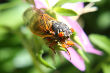 Photography titled "Cicada" by Elke Matthaeus, Original Artwork