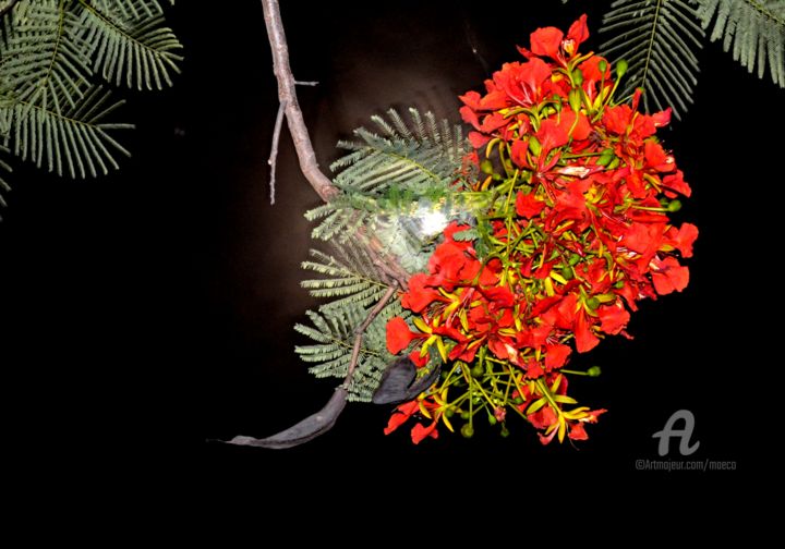 Photography titled "Flame of the Forest…" by Mariska Ma Veepilaikaliyamma, Original Artwork