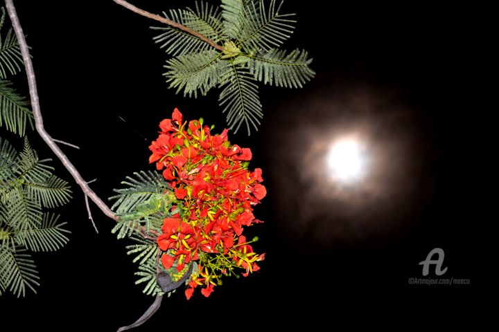 Photography titled "Flame of the Forest…" by Mariska Ma Veepilaikaliyamma, Original Artwork