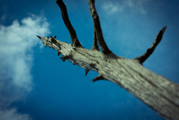 Photography titled "dry wood" by Aleksandr Klimkin, Original Artwork