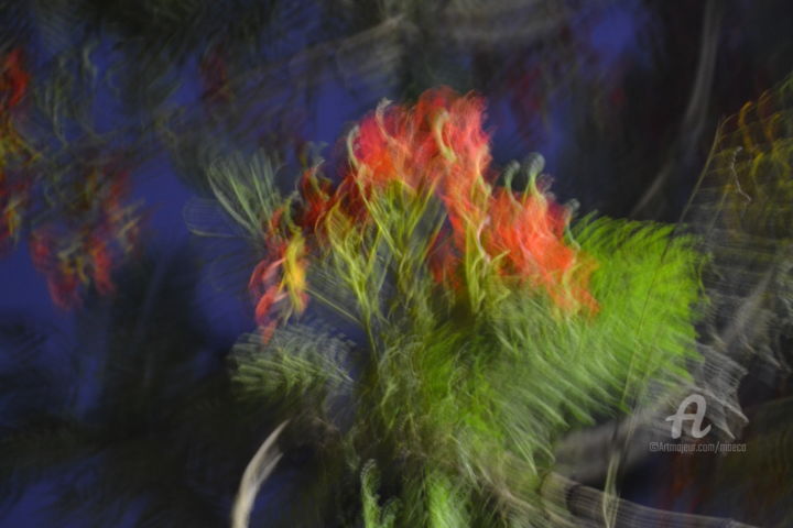 Photography titled "Flame of the Forest…" by Mariska Ma Veepilaikaliyamma, Original Artwork