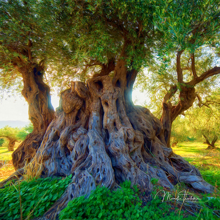 Centuries-old olive tree -2 Photography