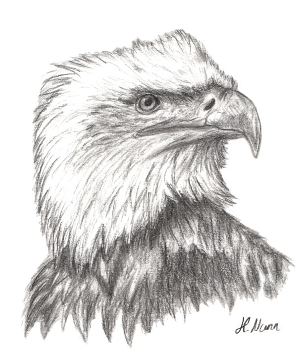 图画 标题为“Eagle” 由Hayley Nunn, 原创艺术品, 木炭