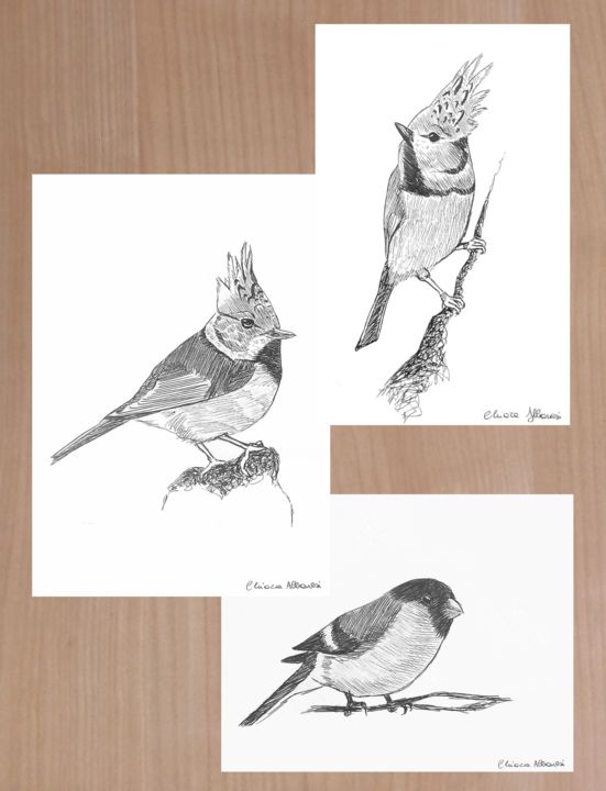 Disegno intitolato "Studio di uccelli" da Chiara Albanesi, Opera d'arte originale, Biro
