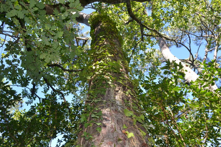 Photography titled "Arbre Tree" by Mariska Ma Veepilaikaliyamma, Original Artwork