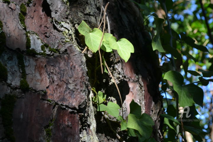 Photography titled "Arbre Tree II" by Mariska Ma Veepilaikaliyamma, Original Artwork