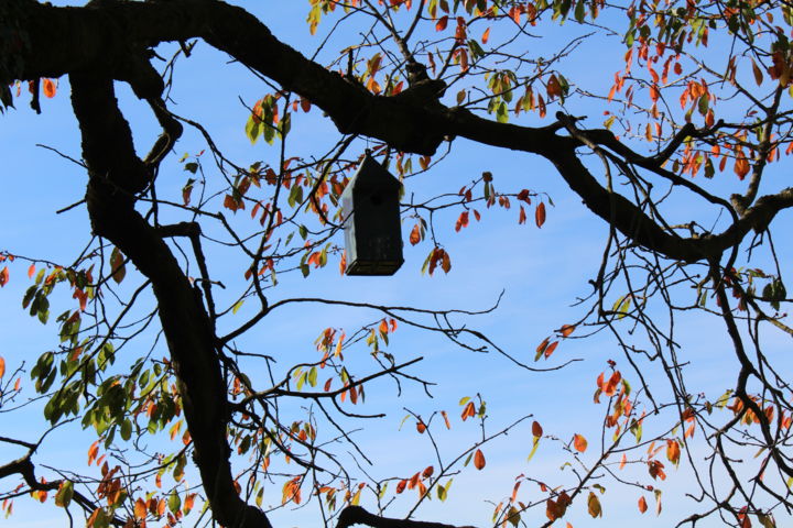 Photography titled "img-0182.jpg" by Alexandre St, Original Artwork