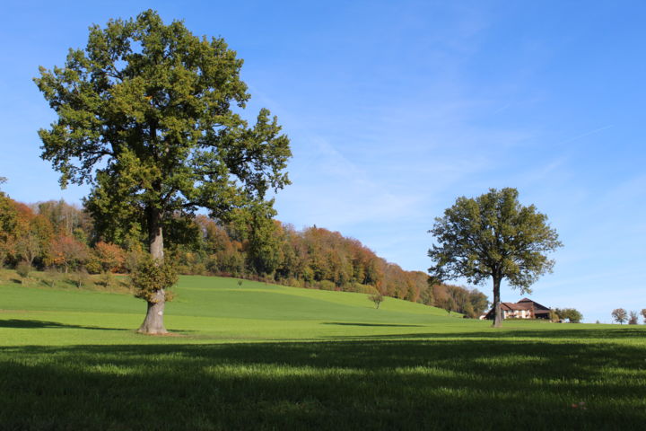 Photography titled "img-0164.jpg" by Alexandre St, Original Artwork