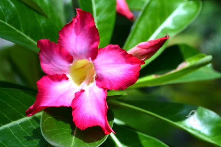 Photography titled "Fleur jardin secret" by Mariska Ma Veepilaikaliyamma, Original Artwork