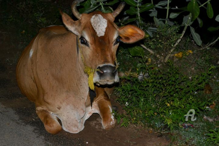 Photography titled "Pasuyamma" by Mariska Ma Veepilaikaliyamma, Original Artwork