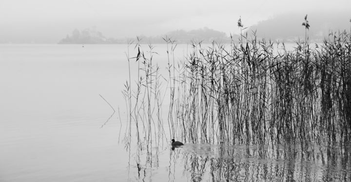 Photography titled "Canard" by Karine Revillon, Original Artwork