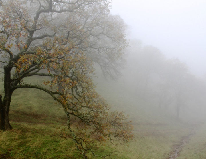 Photography titled "LANDSCAPES: MISTS V…" by Curtis H. Jones, Original Artwork, Digital Photography Mounted on Wood Stretche…