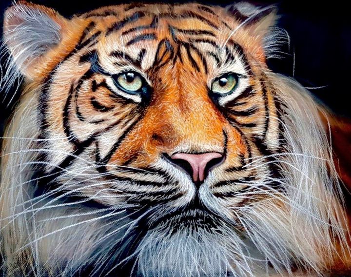 Drawing titled "Tiger" by Florian Leu, Original Artwork, Pastel