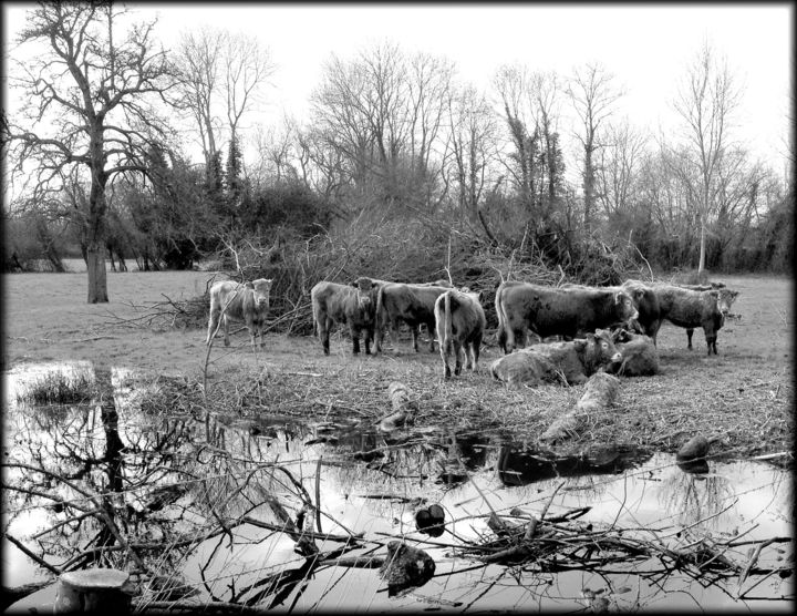 Vaches au pâturage