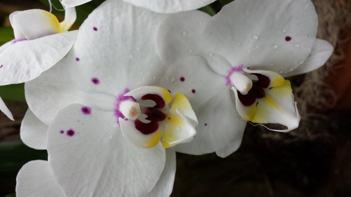 orchid photograph by jorge gallardo.jpg Photography, 30x20 in