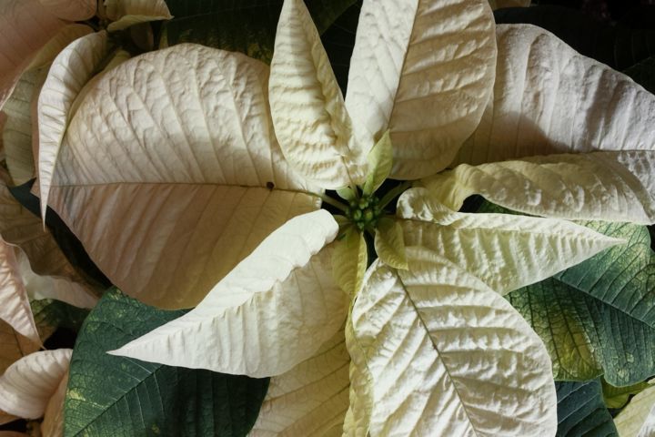 Photography titled "white poinsettia fl…" by Jorge Gallardo, Original Artwork