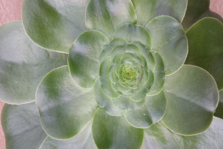 Photography titled "Green succulent by…" by Jorge Gallardo, Original Artwork
