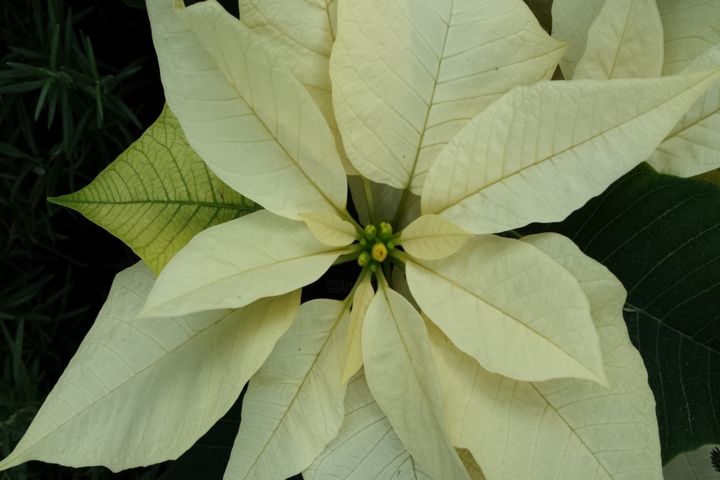 Photography titled "white poinsettia by…" by Jorge Gallardo, Original Artwork