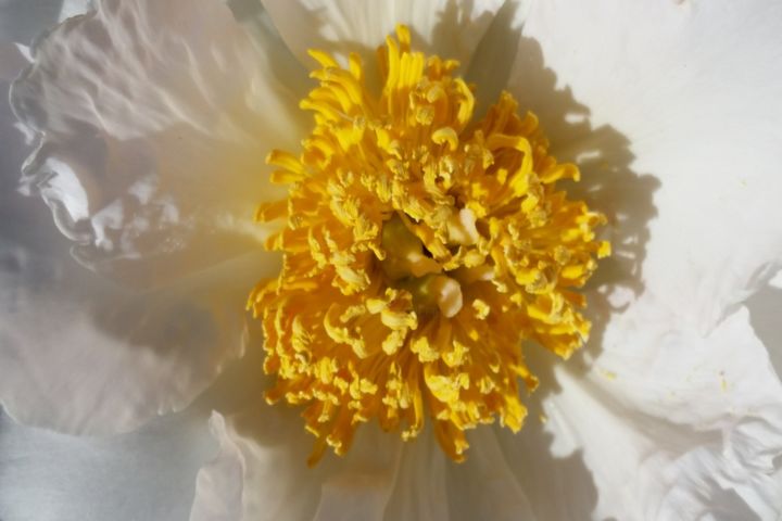 Photography titled "White flower by Jor…" by Jorge Gallardo, Original Artwork