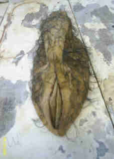 Sculpture titled "Sex Object" by Teresa Mills, Original Artwork
