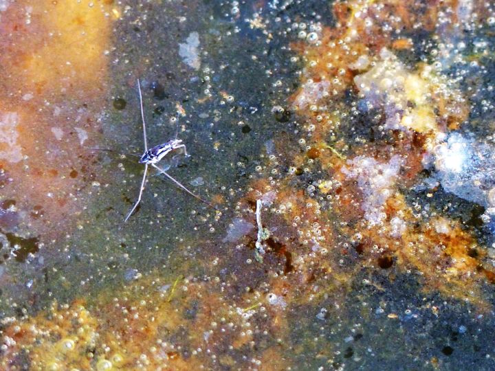 Photographie intitulée "Bouillon de culture" par Monique Anna Michel, Œuvre d'art originale
