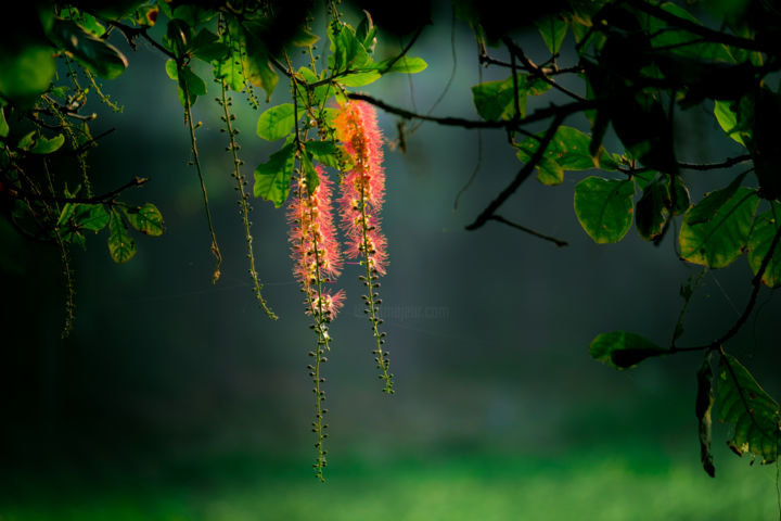 Photography titled "Hanging Flower" by Robbie Ross, Original Artwork