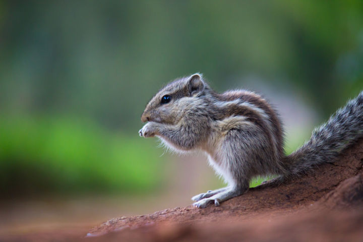 Photography titled "Squirrel" by Robbie Ross, Original Artwork