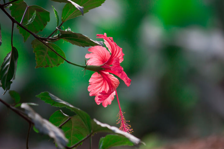 Photography titled "Hibiscus Flower" by Robbie Ross, Original Artwork