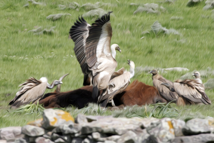 "01-mg-8847-grifoni.…" başlıklı Dijital Sanat Serafino Deriu tarafından, Orijinal sanat, Foto Montaj