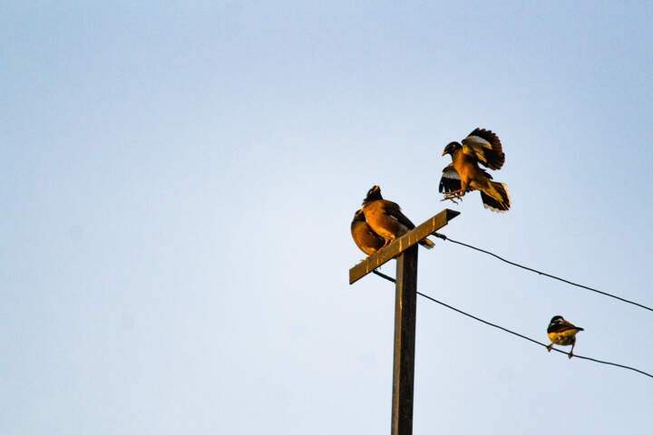 Photography titled "Untitled" by Birendra Singh, Original Artwork