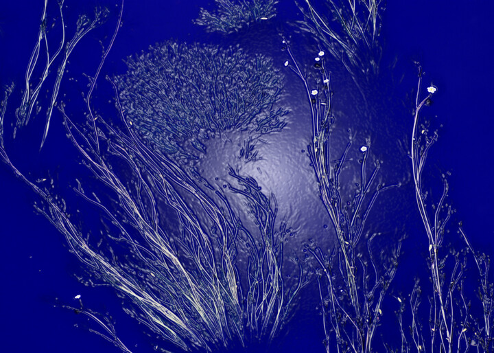 ""UN MARE DIPLASTICA"" başlıklı Dijital Sanat Serafino Deriu tarafından, Orijinal sanat, Dijital Resim