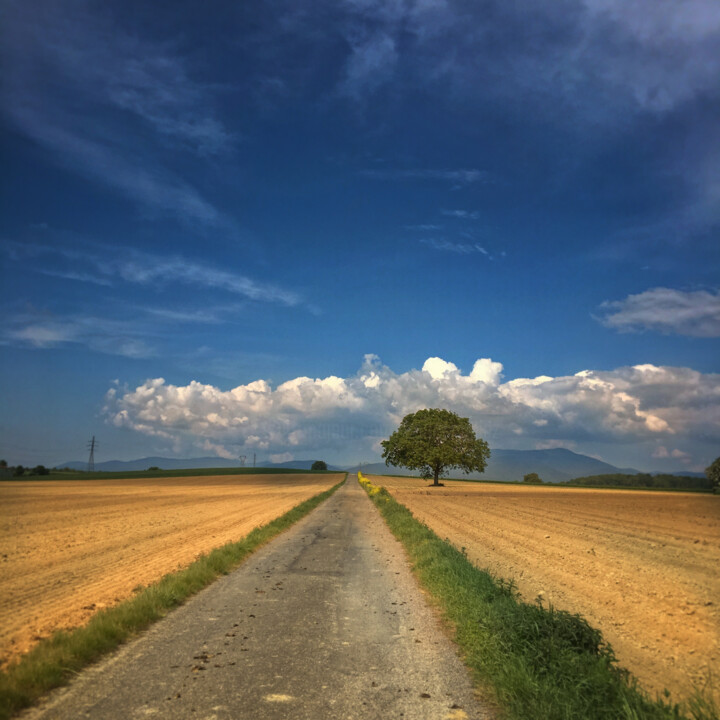 Fotografía titulada "L'arbre en Alsace.j…" por Agnès M, Obra de arte original, Fotografía digital
