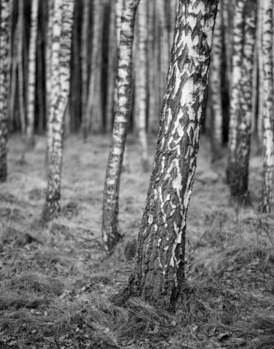 摄影 标题为“BIRCHES / BRZOZY” 由Marcin Łukaszewicz, 原创艺术品
