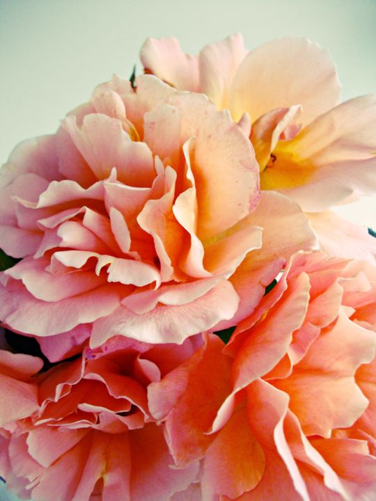 Photography titled "Glorious blooms III" by Paola De Giovanni, Original Artwork