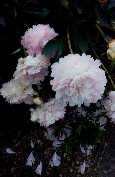 Photography titled "Ethereal pink III" by Paola De Giovanni, Original Artwork, Digital Photography
