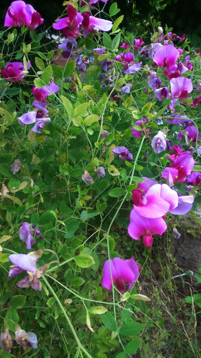 Photography titled "Entangled sweetpeas…" by Paola De Giovanni, Original Artwork